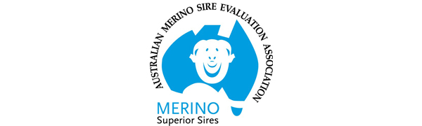 Merino Superior Sires